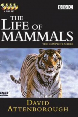 BBC: Жизнь млекопитающих (сериал)