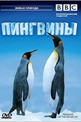 BBC: Пингвины