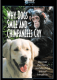 Почему собаки улыбаются и шимпанзе плачут