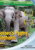 Слоны-пигмеи острова Борнео