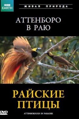 BBC: Райские птицы