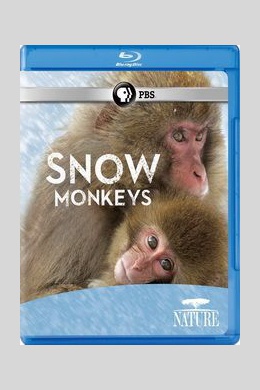 Дикая Япония. Снежные обезьяны