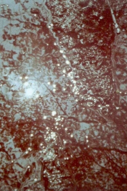 Кровь, похоть и смерть, часть II: Лиза