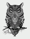 Black_owl