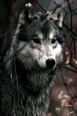 Wild_wolf23